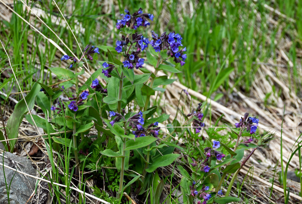 Image of Pulmonaria mollis specimen.