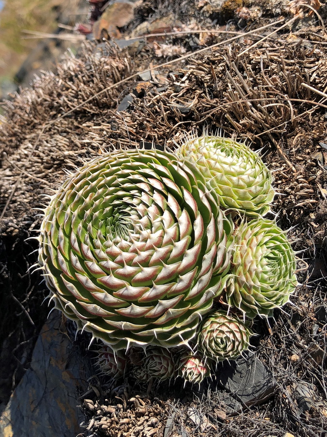 Image of Orostachys spinosa specimen.