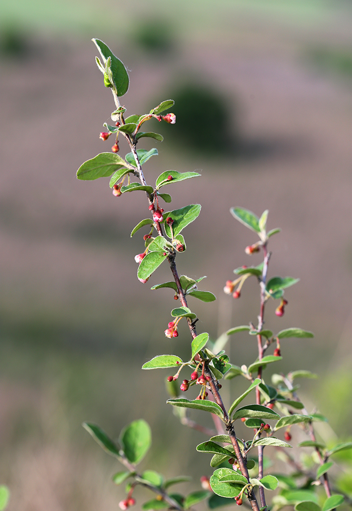 Image of Cotoneaster melanocarpus specimen.