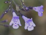 Clinopodium vardarense