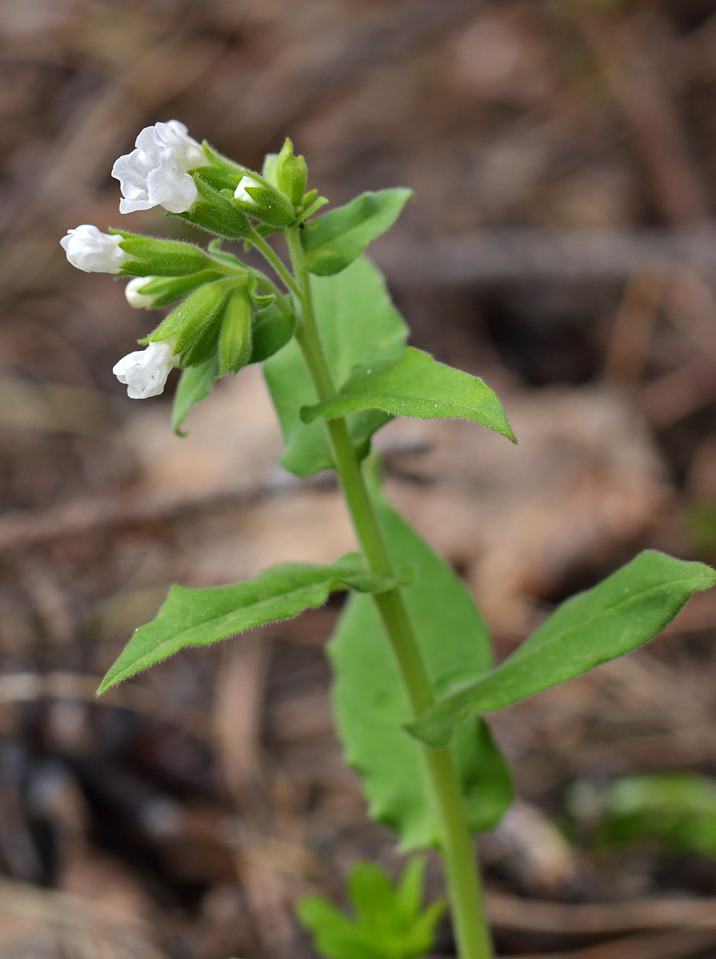 Image of Pulmonaria mollis specimen.