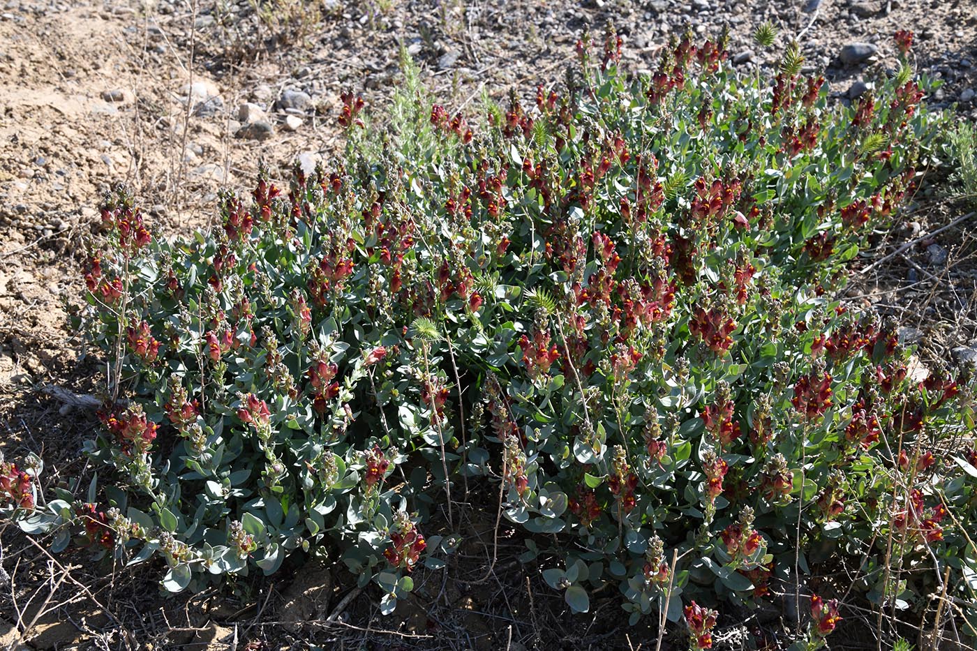Изображение особи Linaria kokanica.