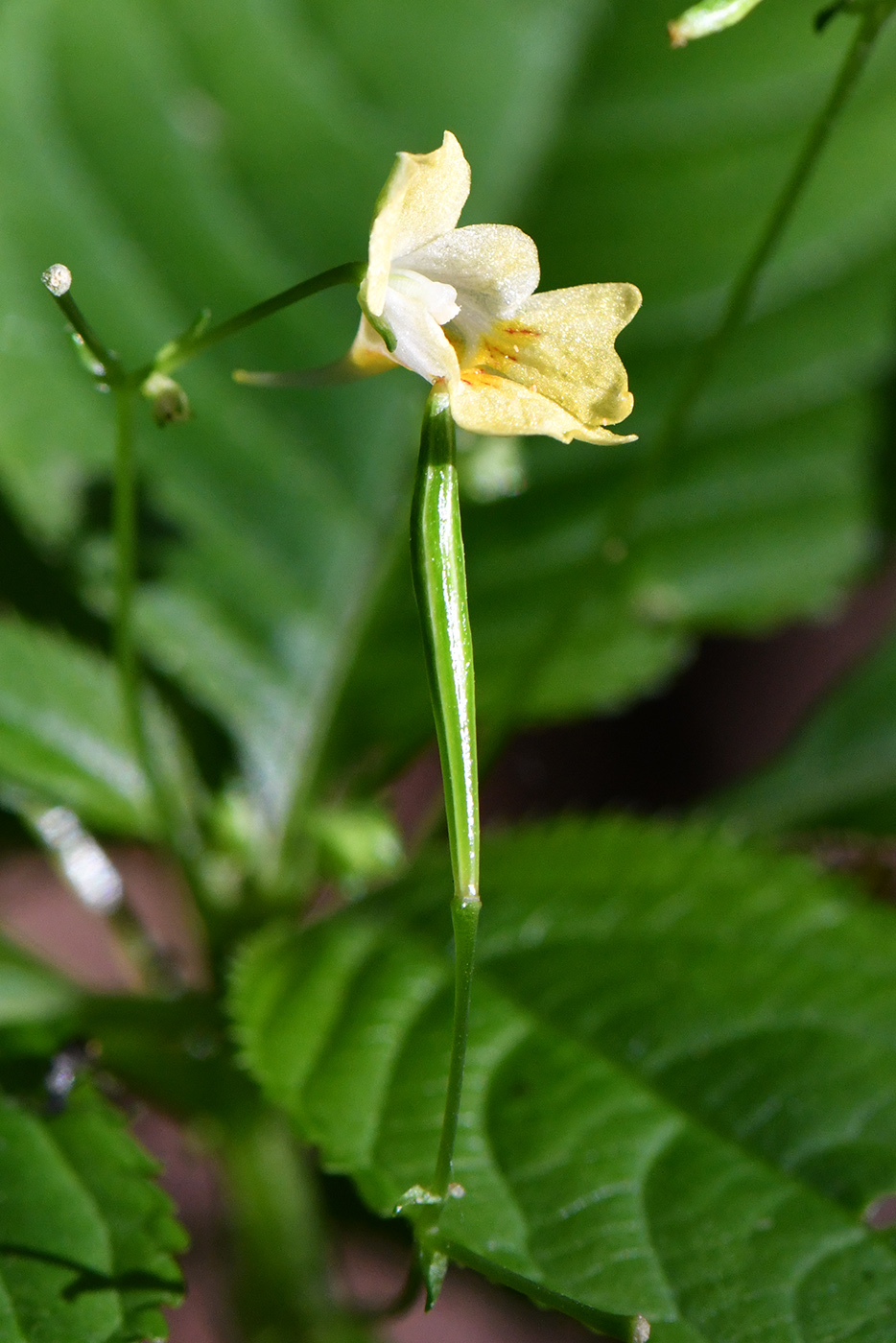Image of Impatiens parviflora specimen.