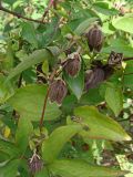 Clematis fusca