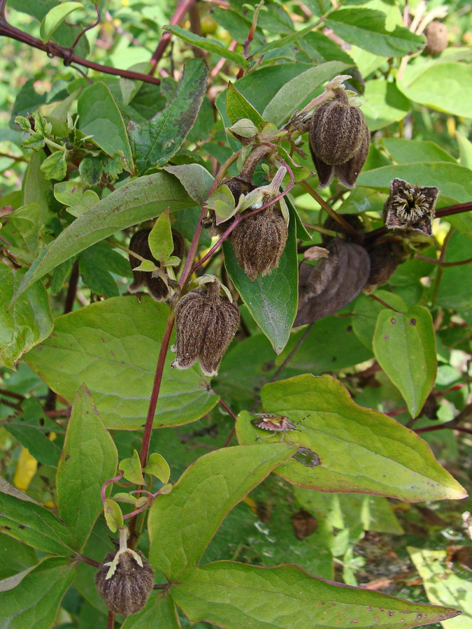 Изображение особи Clematis fusca.