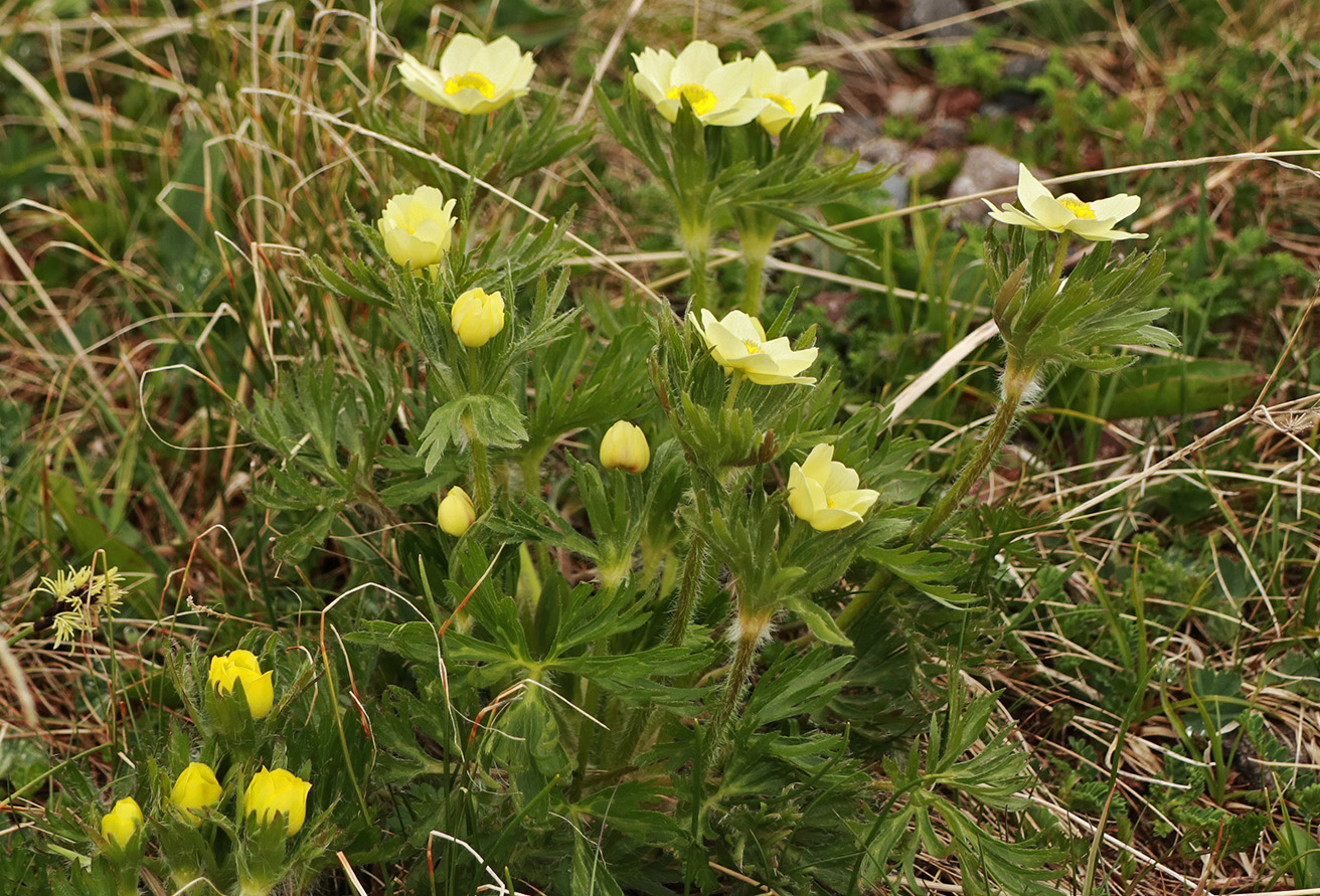 Изображение особи Anemonastrum speciosum.