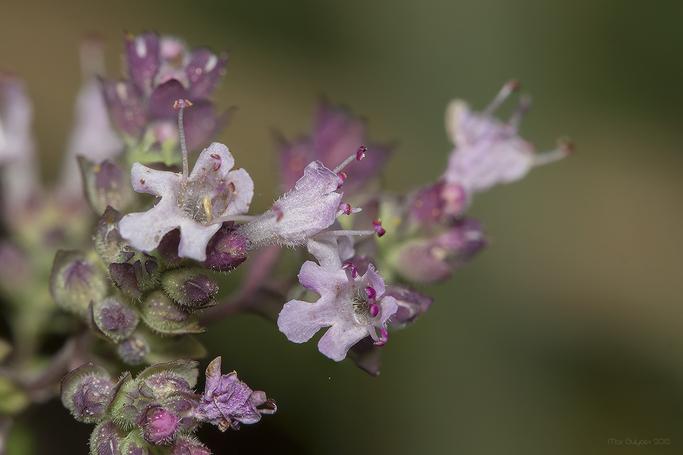Изображение особи Origanum vulgare.