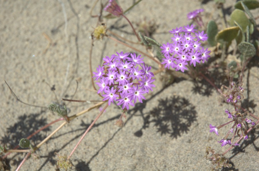 Image of Abronia umbellata specimen.