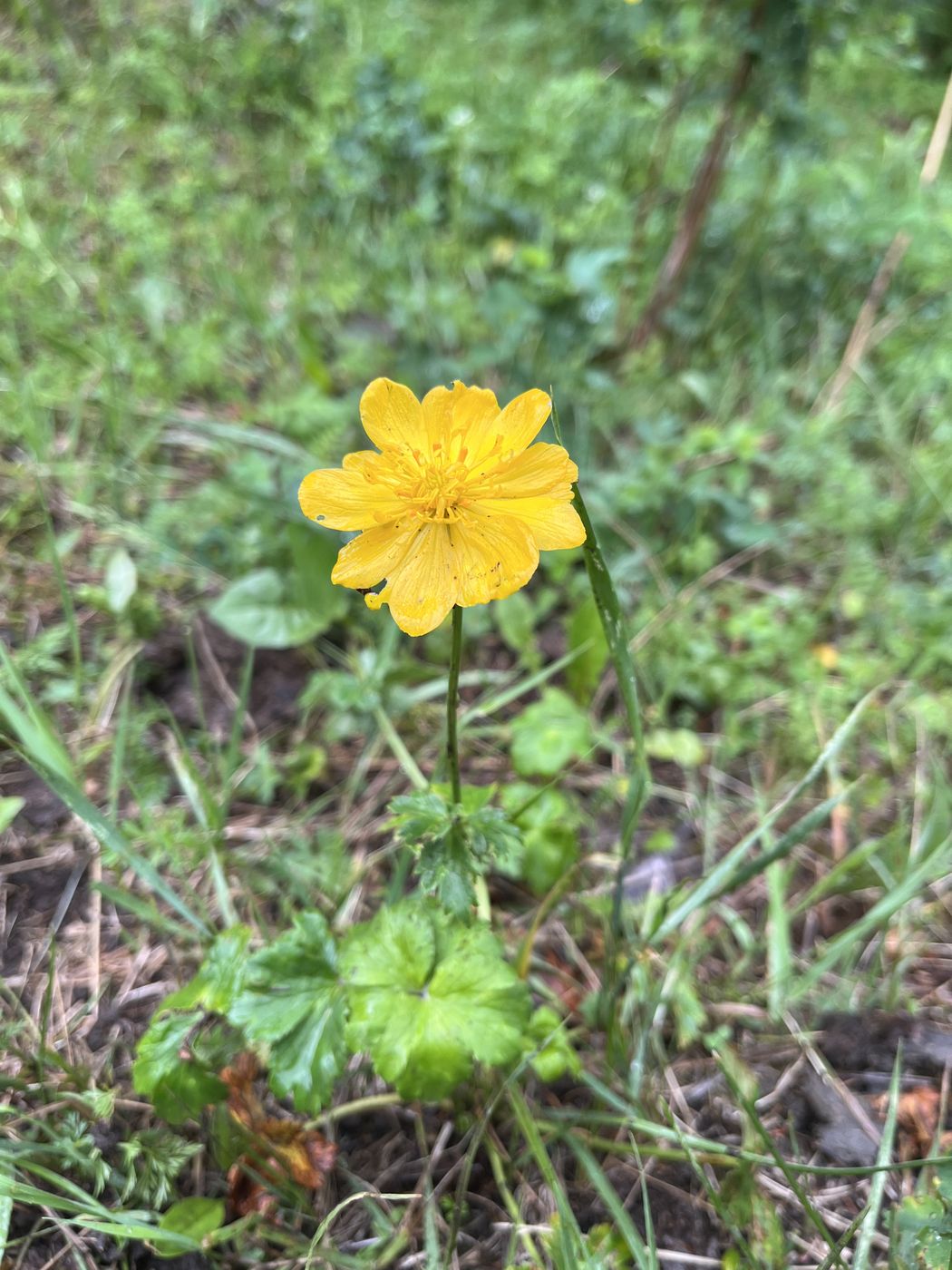 Изображение особи Trollius dschungaricus.