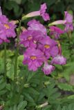 Incarvillea delavayi