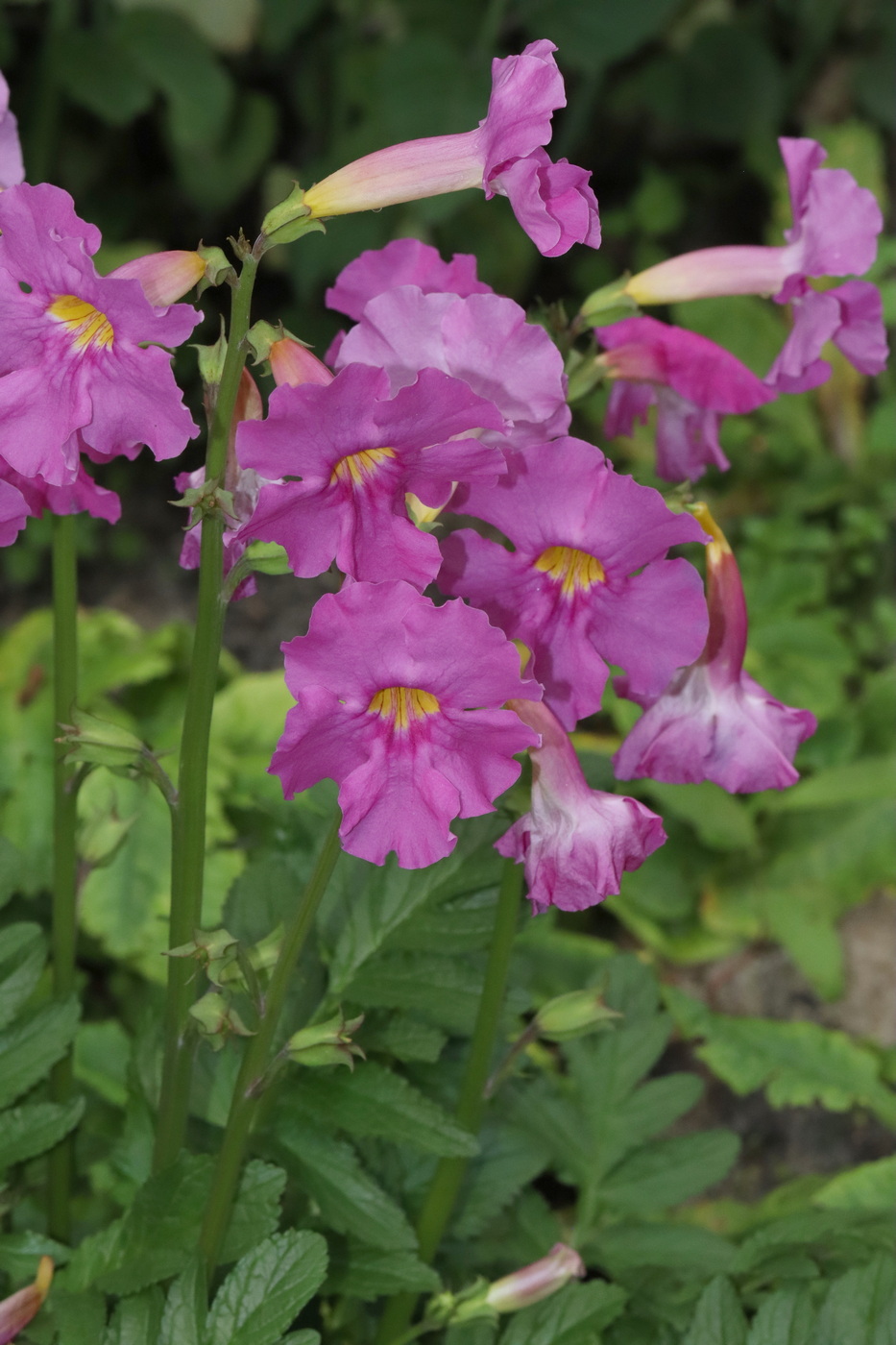 Изображение особи Incarvillea delavayi.