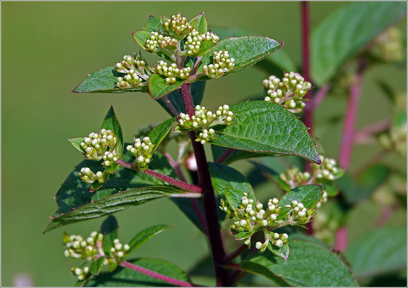 Image of Hydrangea paniculata specimen.