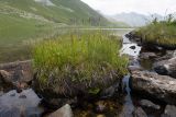 genus Carex. Куртина отцветших растений. Карачаево-Черкесия, Урупский р-н, хр. Загедан, долина Ацгарских озёр, ≈ 2600 м н.у.м., заросли у большего из средних озёр. 09.08.2023.