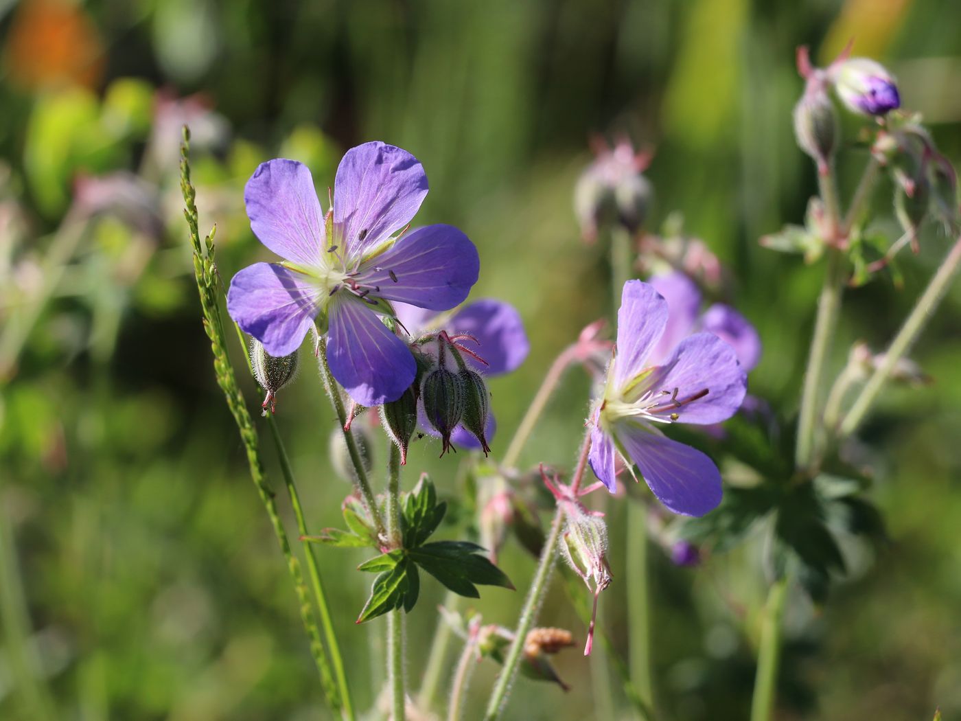 Изображение особи Geranium saxatile.