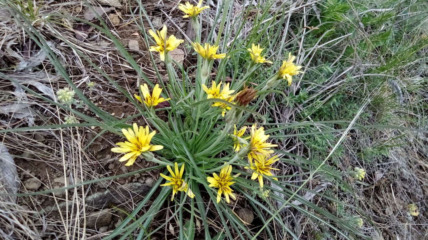 Image of Scorzonera mollis specimen.