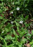 Cerastium pauciflorum. Цветущее растение. Красноярский край, Берёзовский р-н, национальный парк \"Красноярские Столбы\", Центральные Столбы, опушка смешанного леса. 05.06.2022.