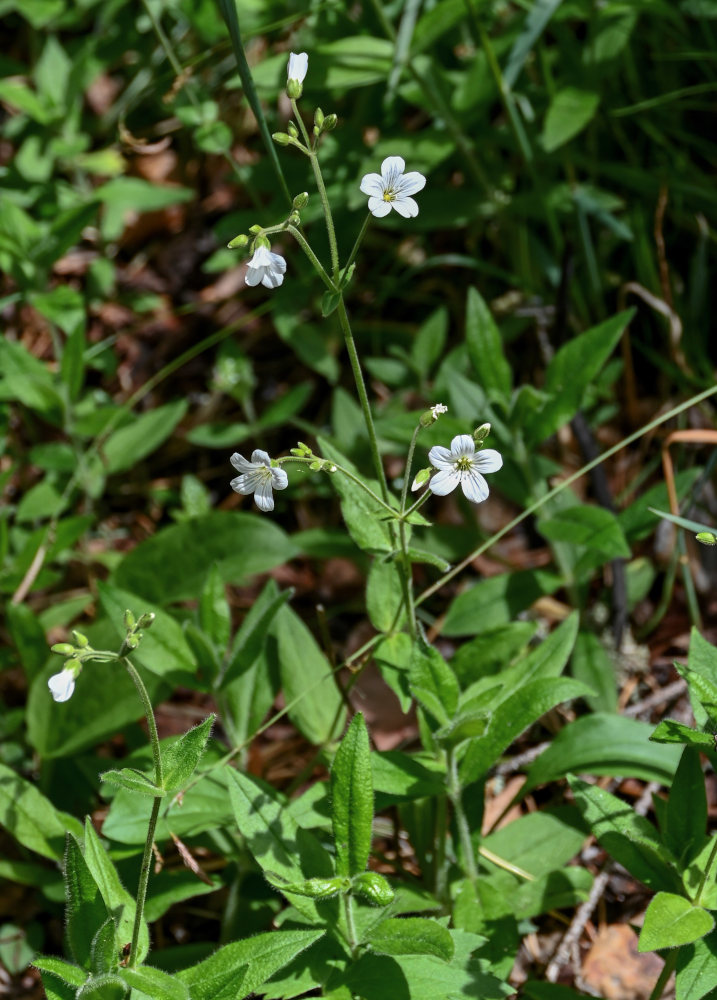 Изображение особи Cerastium pauciflorum.