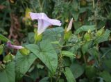 Calystegia spectabilis