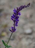 Salvia nemorosa