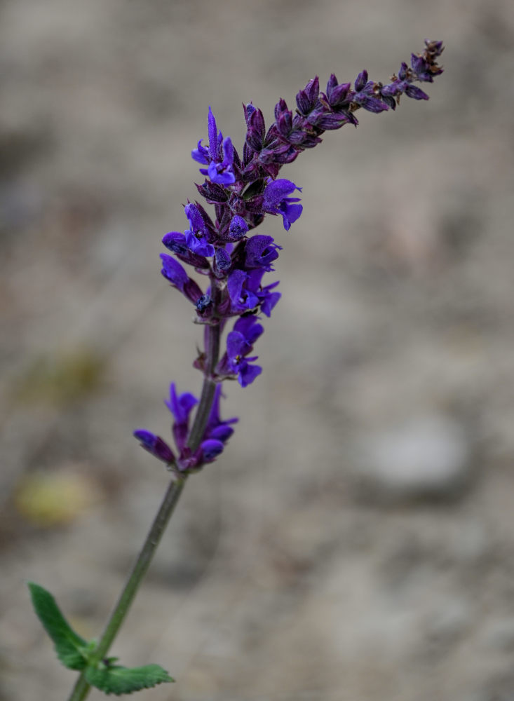 Изображение особи Salvia nemorosa.