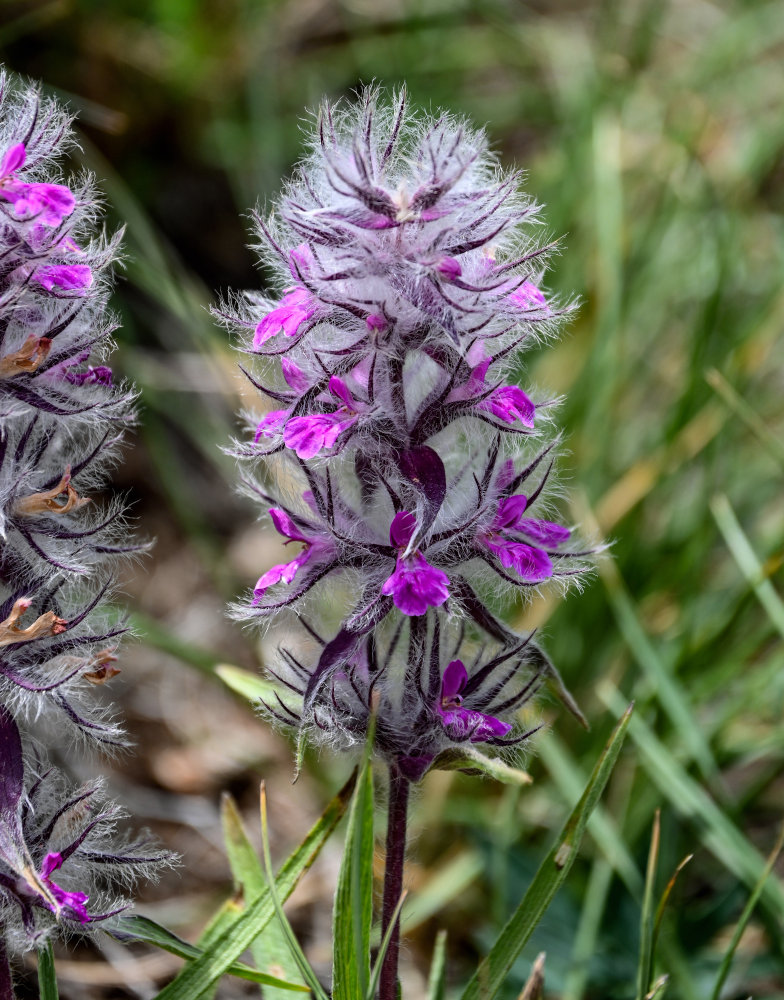 Изображение особи Stachys lavandulifolia.