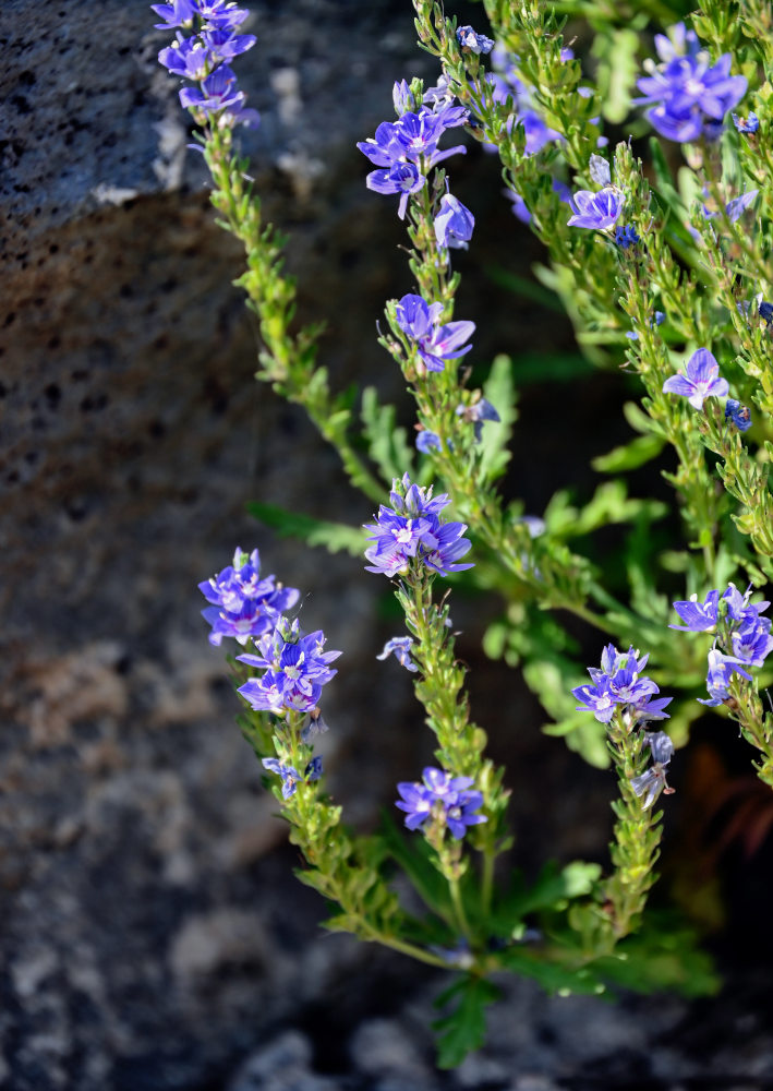 Изображение особи Veronica orientalis.