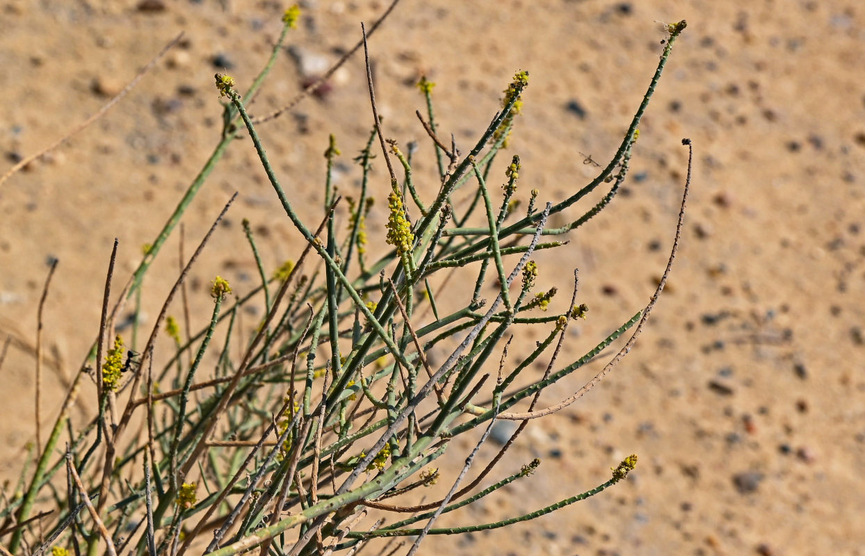 Image of Ochradenus baccatus specimen.