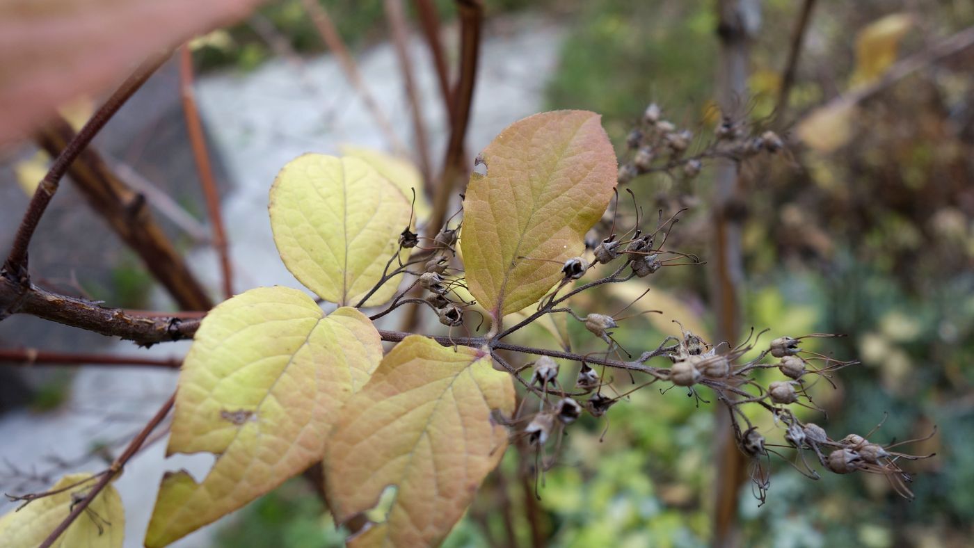 Image of Philadelphus coronarius specimen.