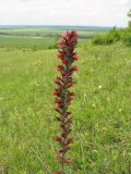 Echium russicum. Верхушка цветущего растения. Украина, Львовская обл. 01.06.2009.