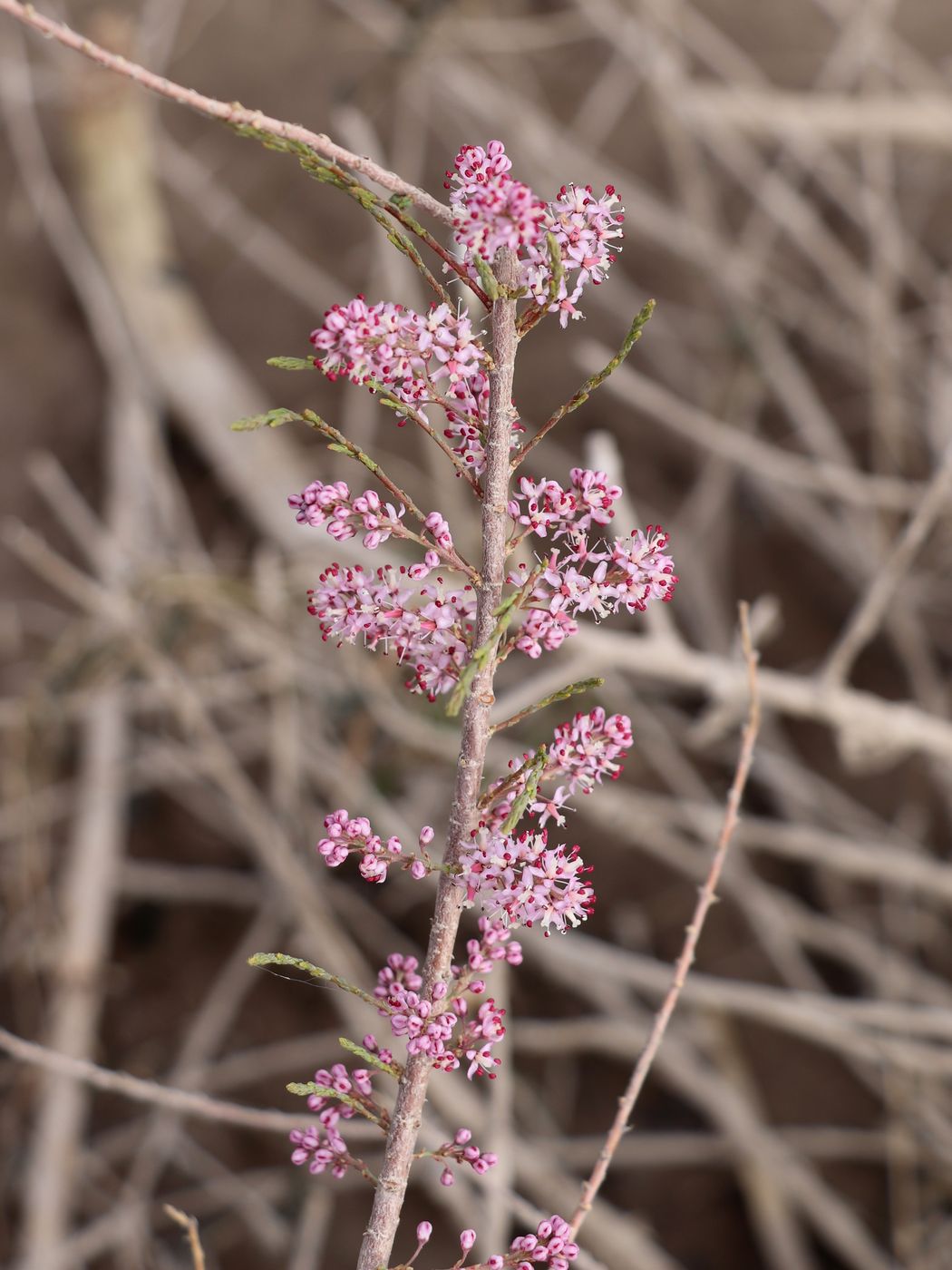 Image of Tamarix laxa specimen.