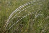 genus Stipa. Ости зерновок. Дагестан, Буйнакский р-н, с. Верхний Каранай, обрыв верхнего Сулакского каньона, пастбищный луг. 04.04.2023.