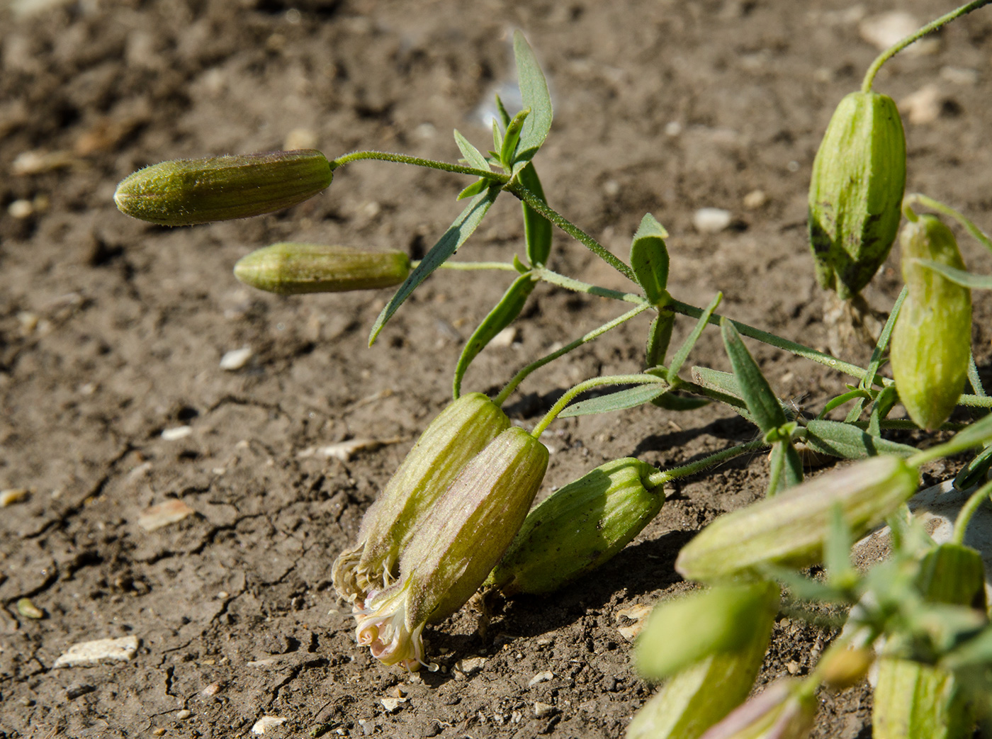 Изображение особи Oberna procumbens.