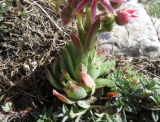 Sempervivum erythraeum