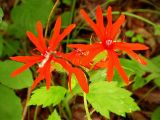 Lychnis fulgens. Соцветие. Владивосток, ботанический сад, в подлеске. 6 июля 2004 г.