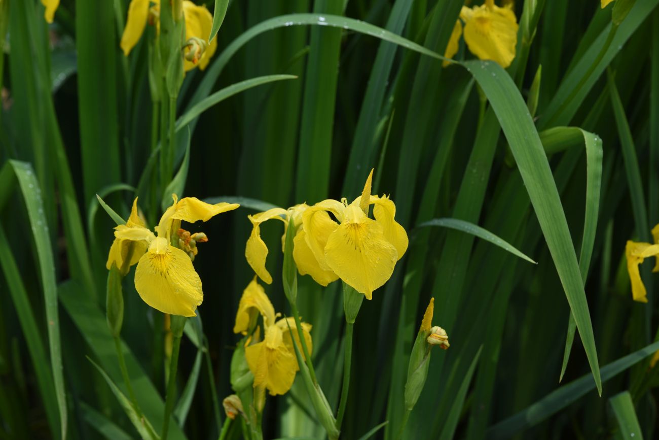 Изображение особи Iris pseudacorus.