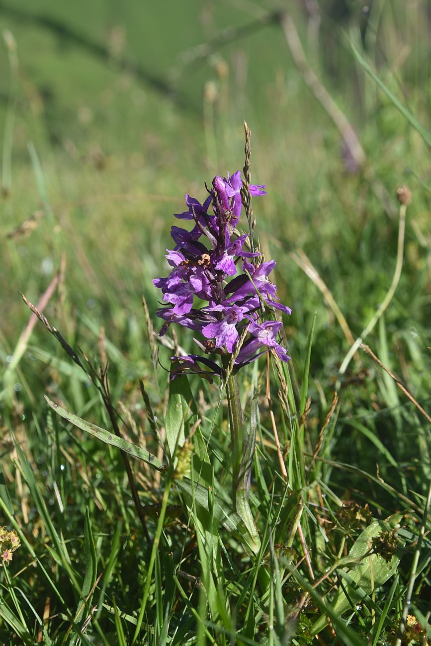 Image of genus Dactylorhiza specimen.