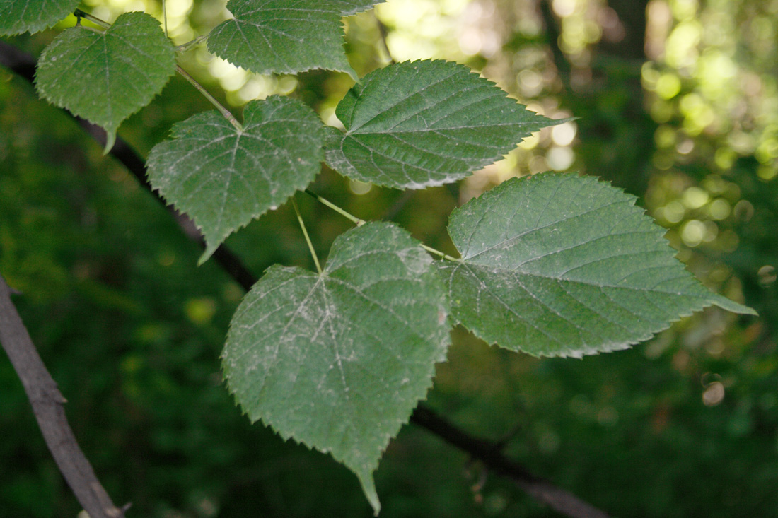 Image of Tilia japonica specimen.