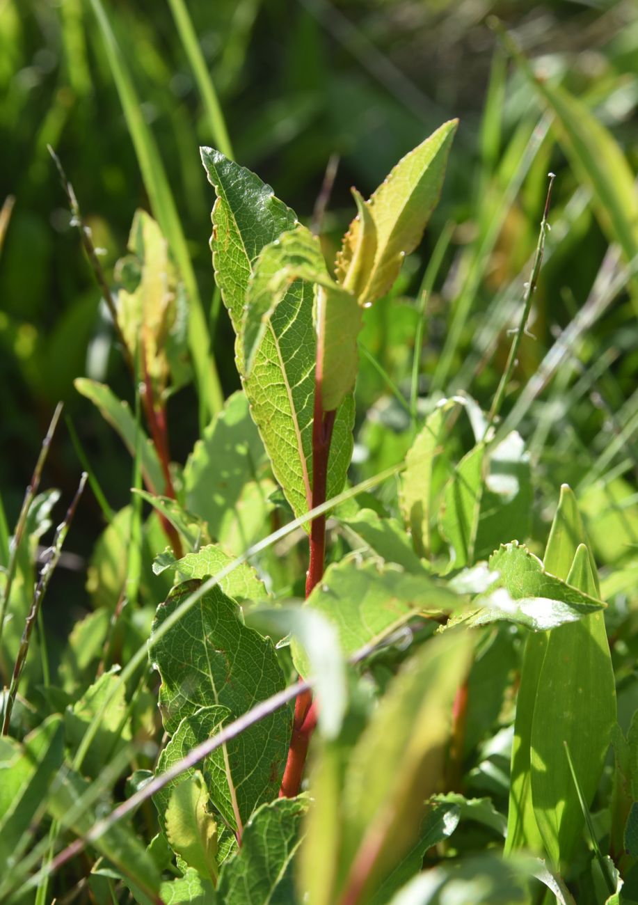 Image of genus Salix specimen.