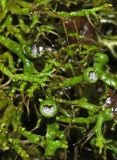 Anaptychia ciliaris