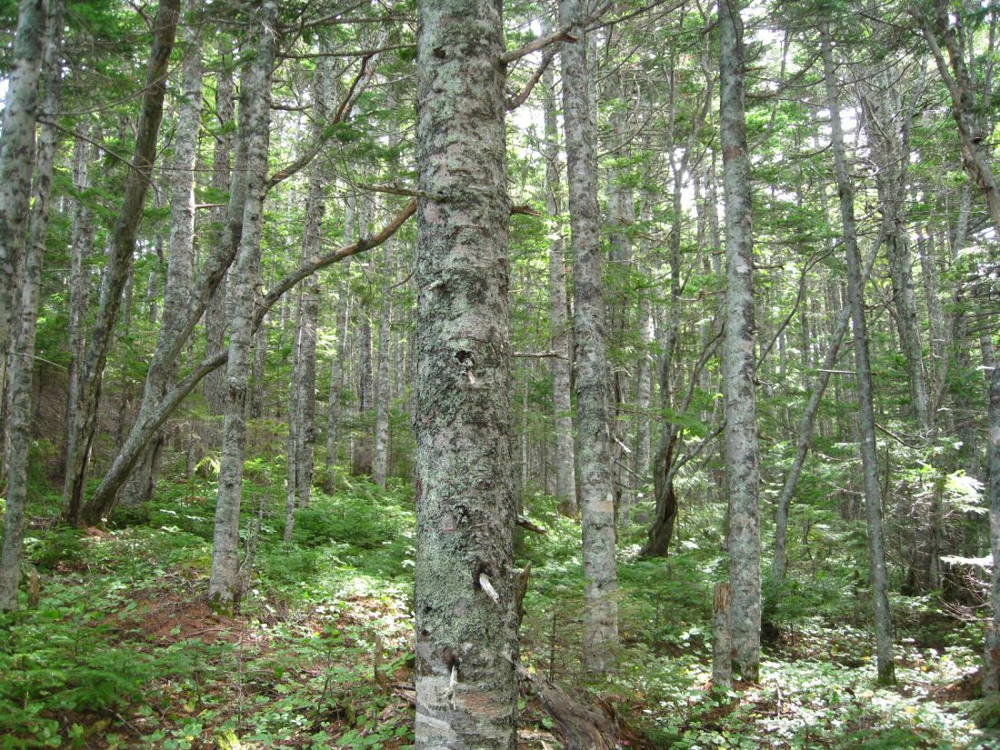 Изображение особи Abies sachalinensis.