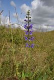 Salvia pratensis