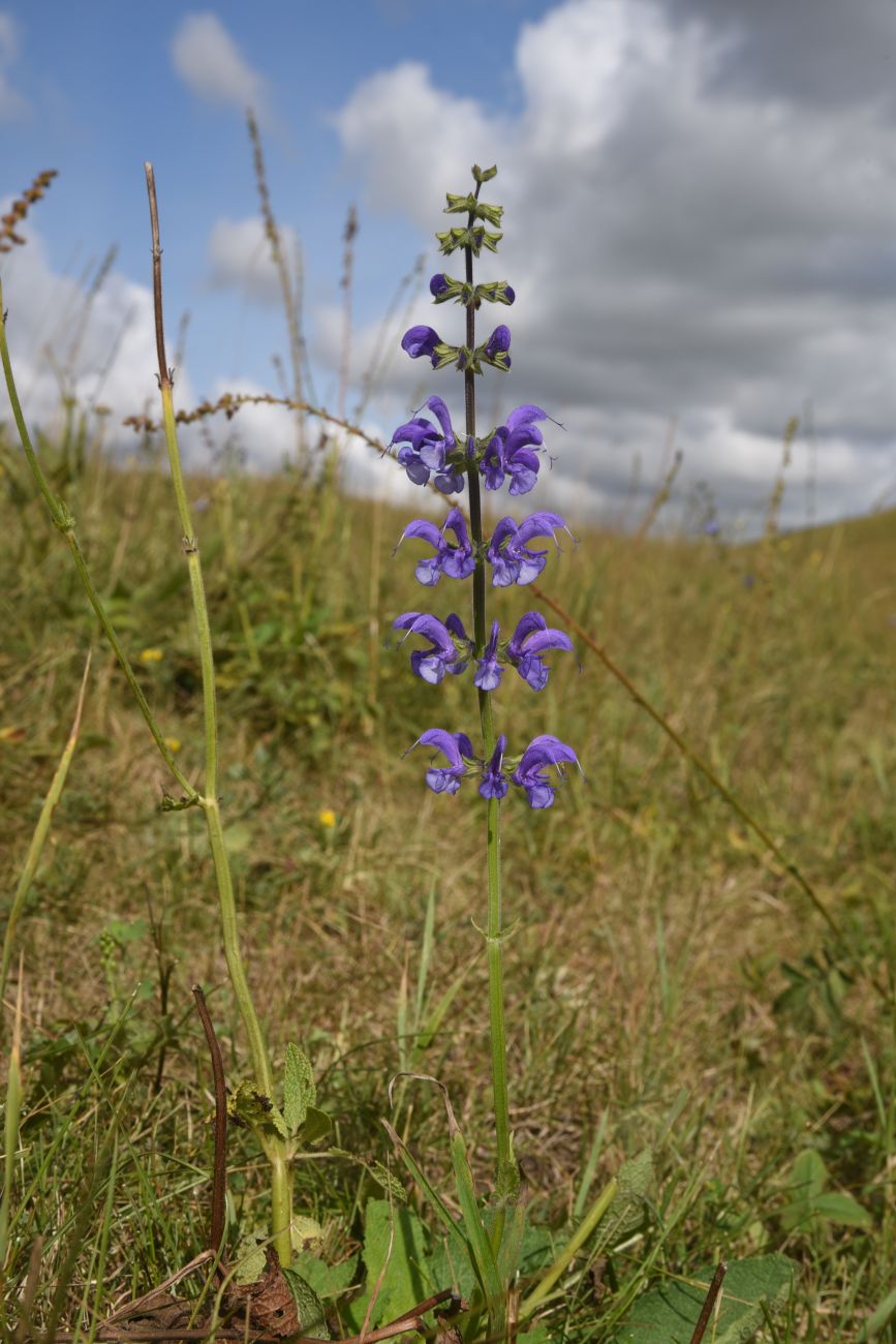 Image of Salvia pratensis specimen.