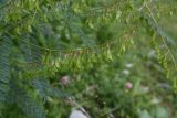 Astragalus galegiformis