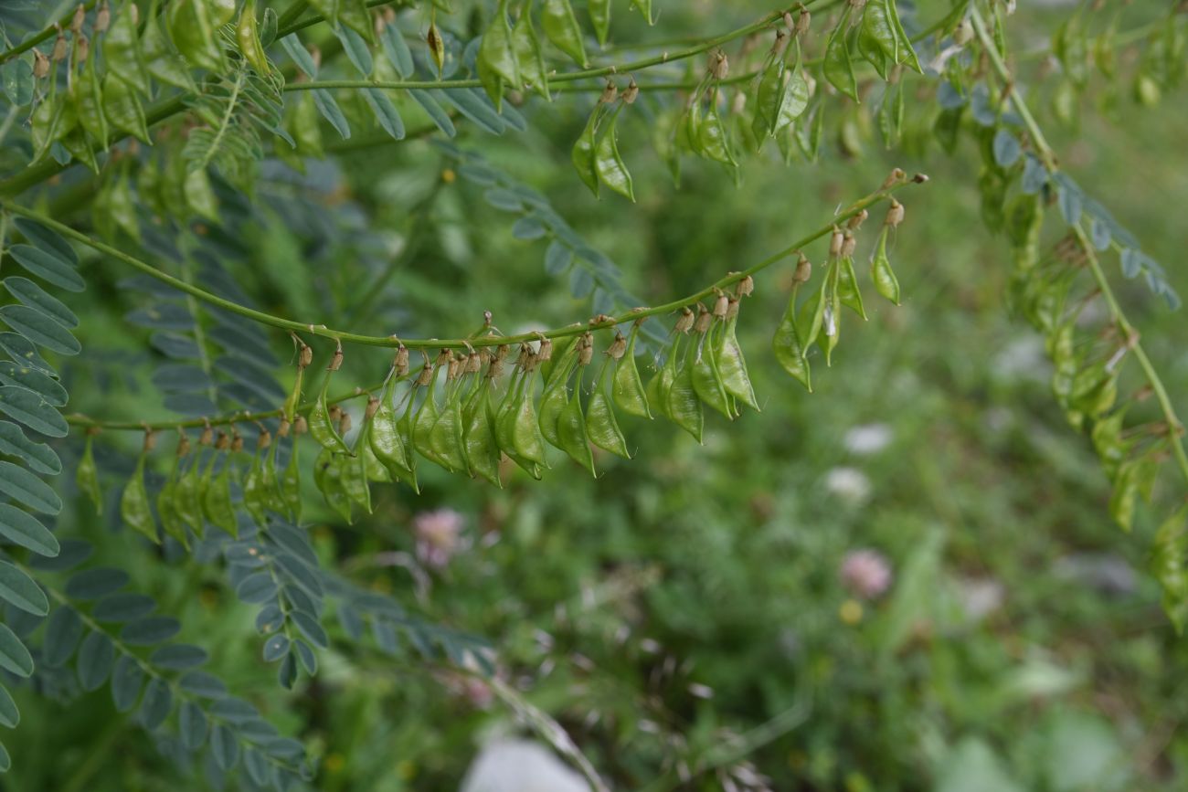 Image of Astragalus galegiformis specimen.