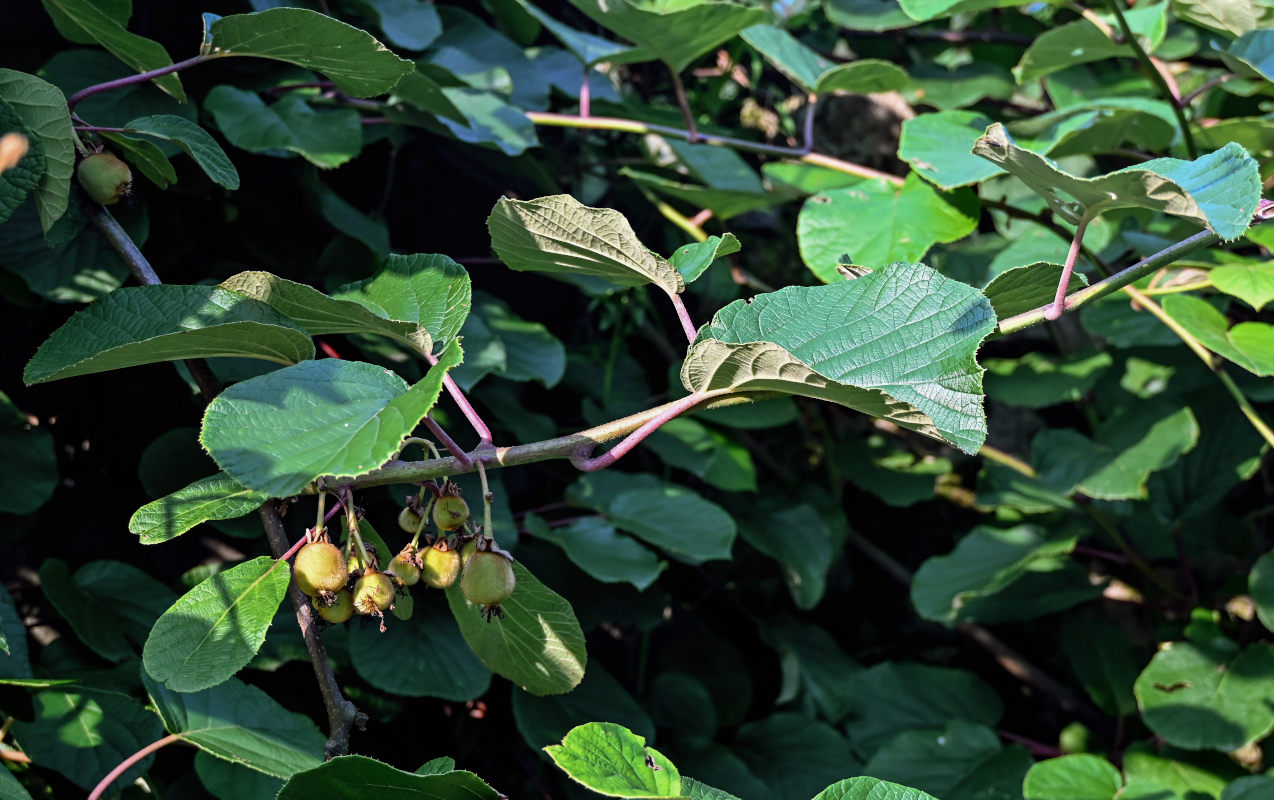 Изображение особи Actinidia chinensis var. deliciosa.