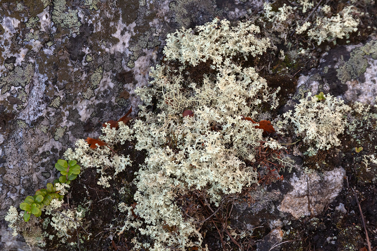 Image of Flavocetraria nivalis specimen.