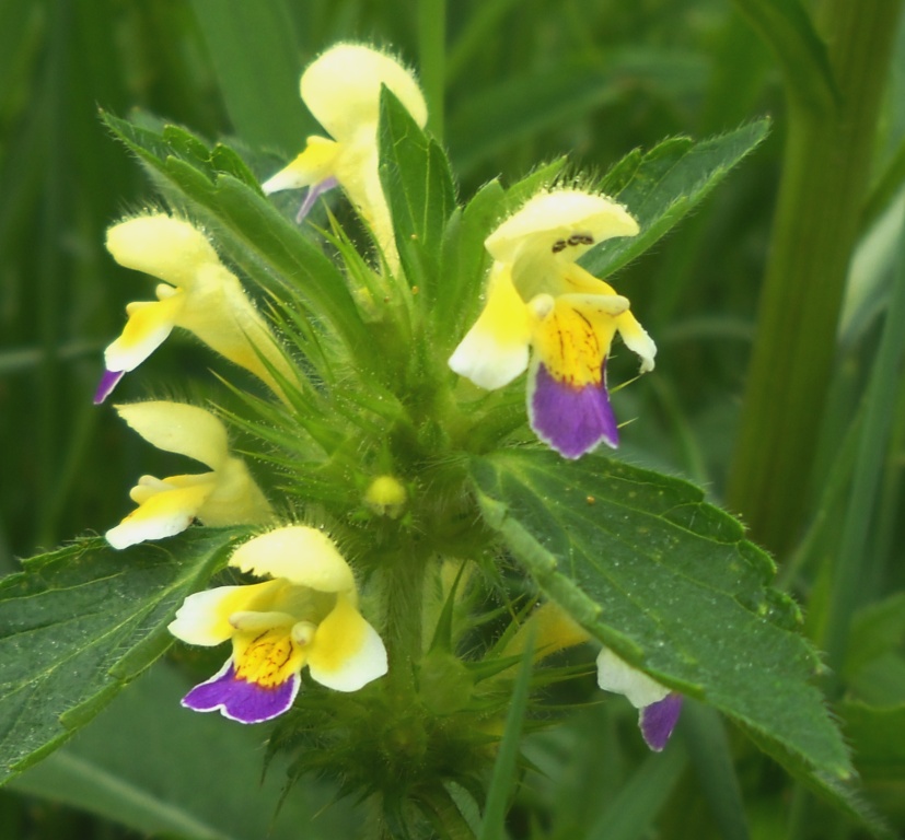 Image of Galeopsis speciosa specimen.