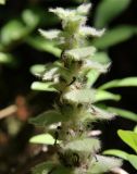 Ajuga orientalis. Верхушка отцветающего растения. Краснодарский край, м/о Новороссийск, окр. с. Сукко, окр. оз. Сукко, залесённый левый борт долины, небольшая поляна на крутом каменисто-дернистом склоне. 14.06.2021.