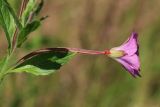 Epilobium hirsutum