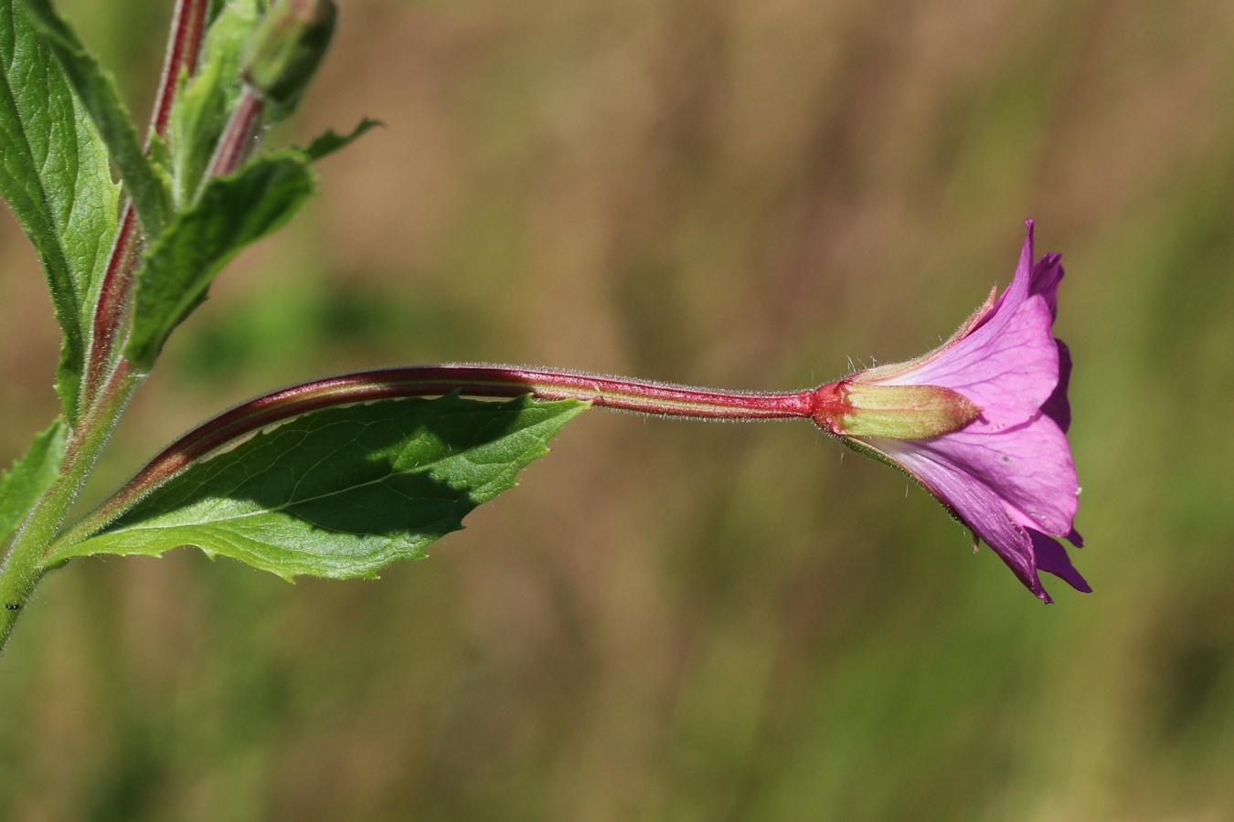 Image of Epilobium hirsutum specimen.